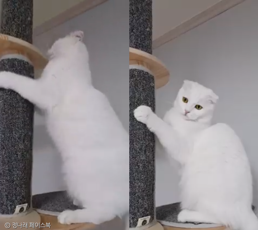 노트펫