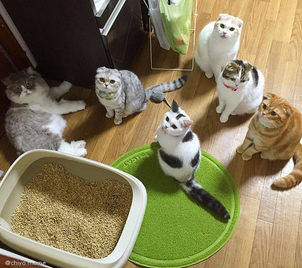 노트펫