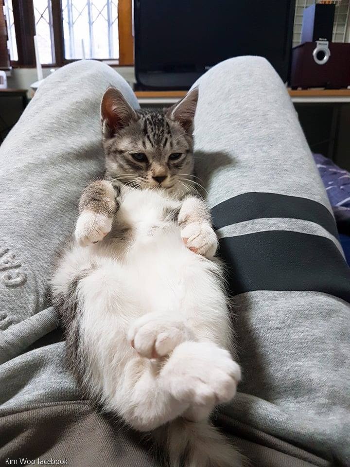 노트펫