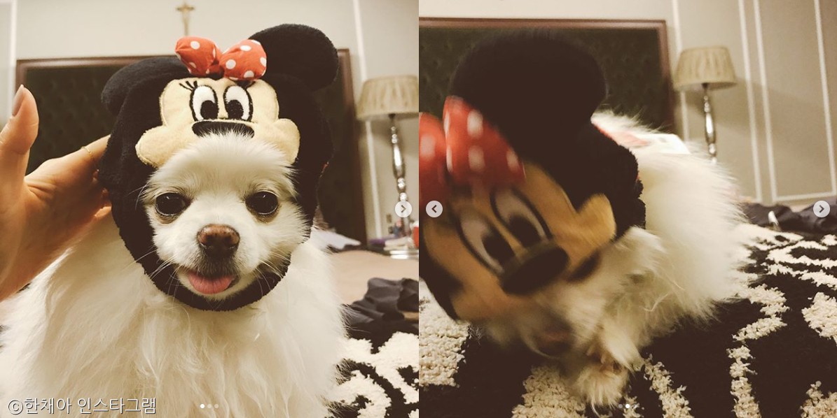 노트펫