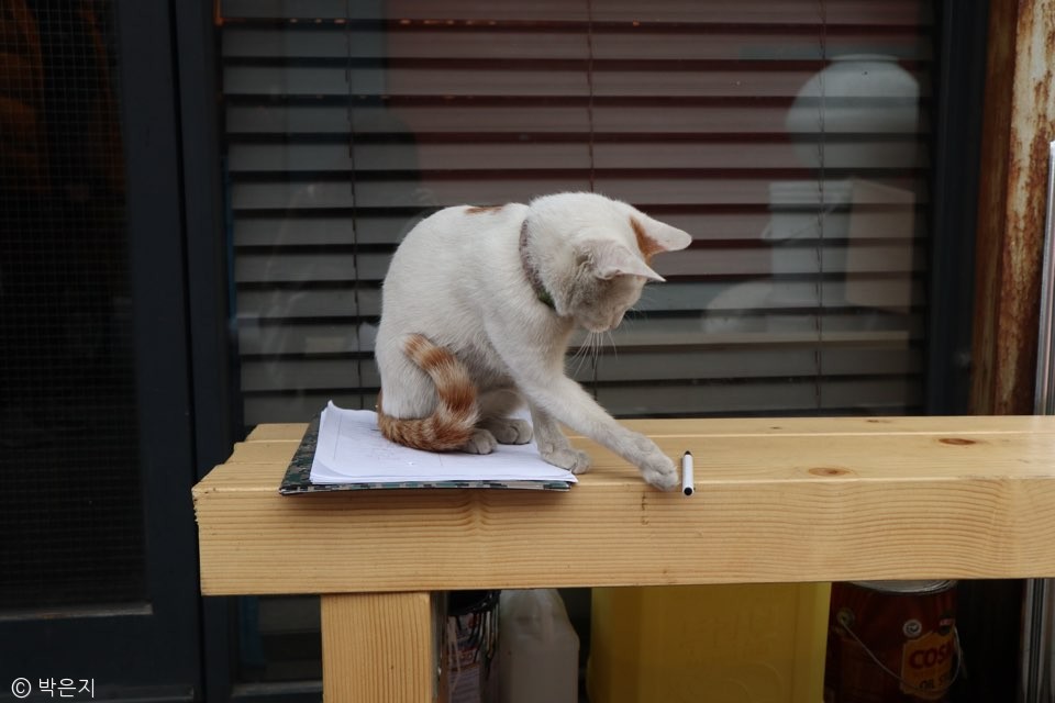 노트펫