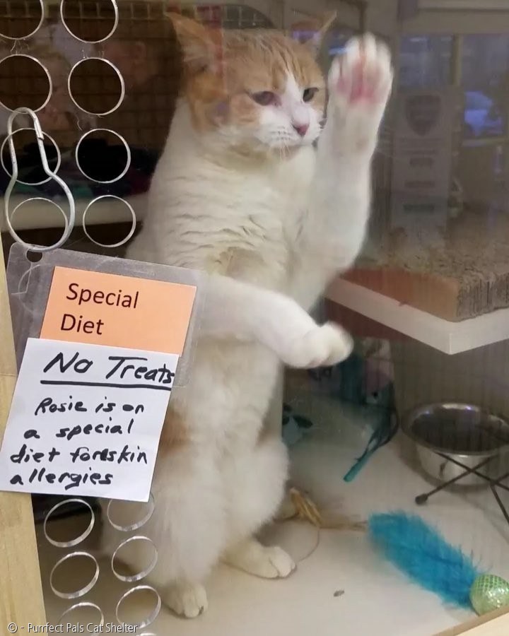 노트펫
