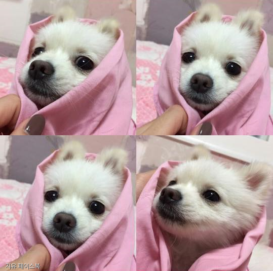노트펫