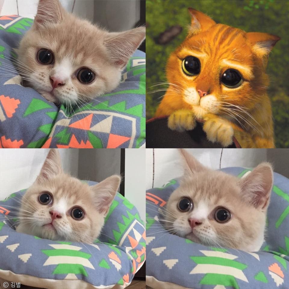 노트펫