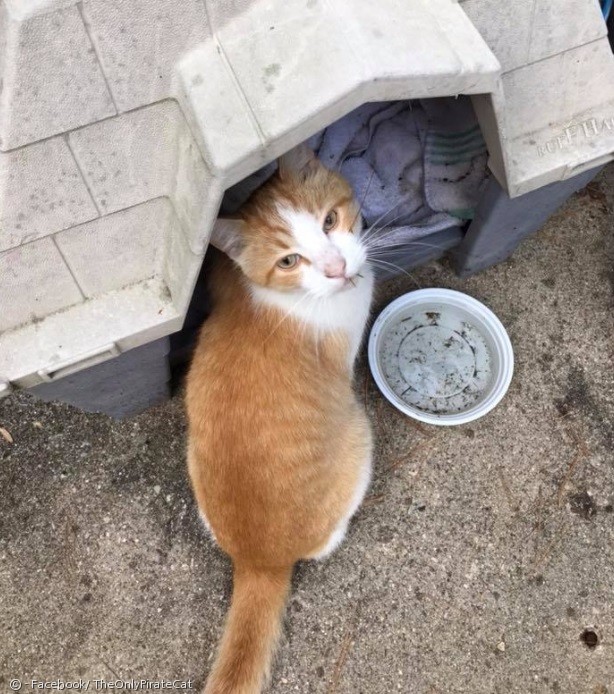 노트펫