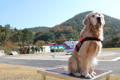 노트펫
