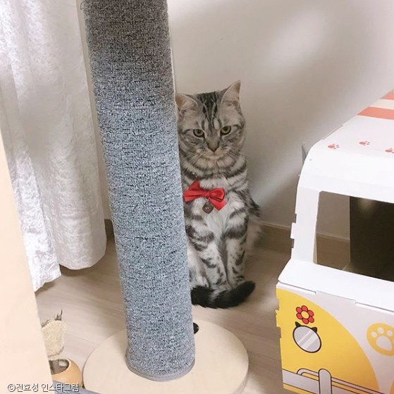 노트펫