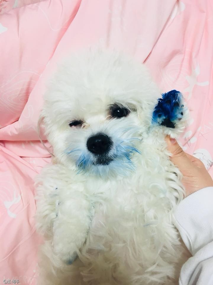 노트펫
