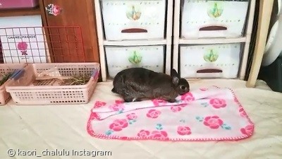 노트펫