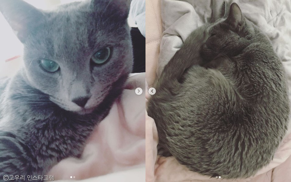 노트펫