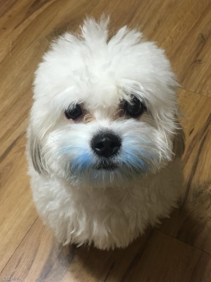 노트펫