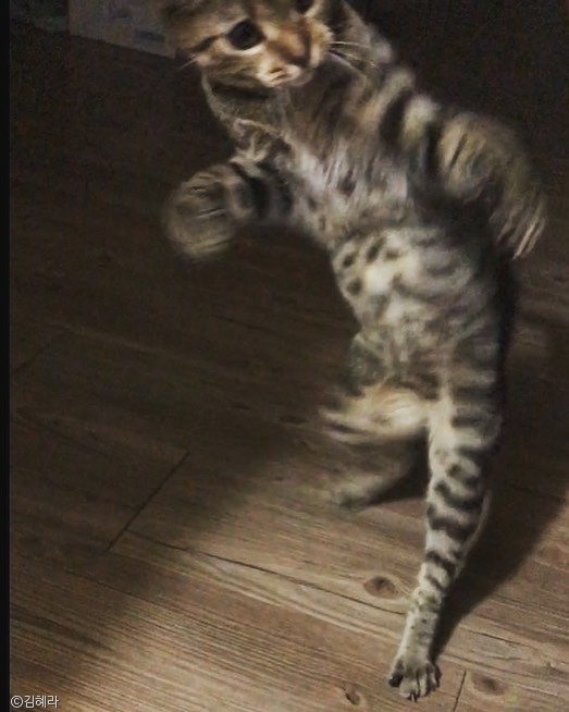 노트펫
