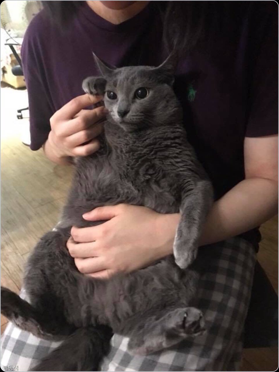 노트펫