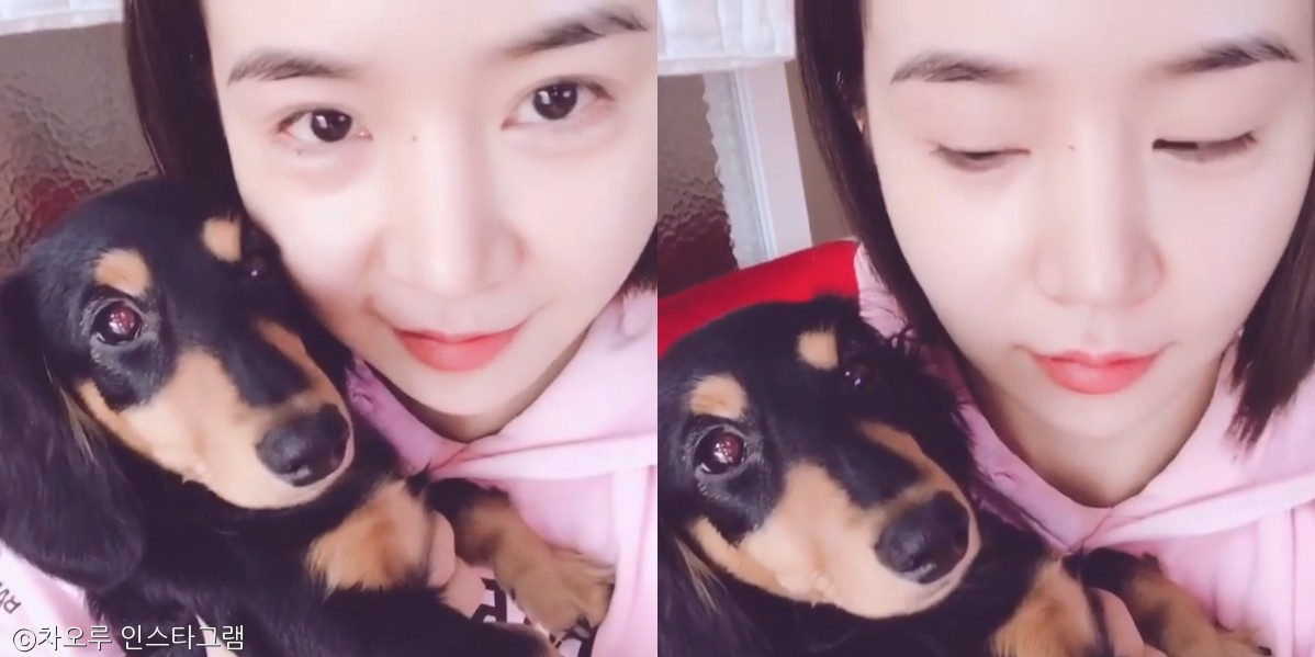 노트펫