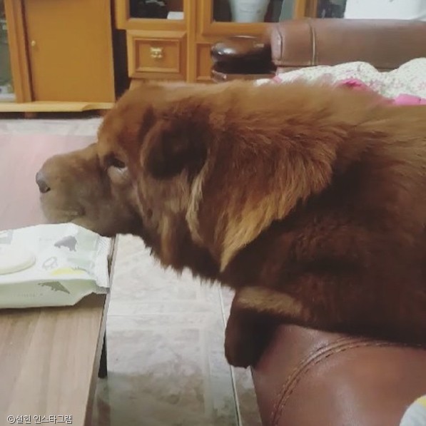 노트펫