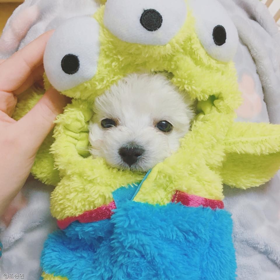 노트펫