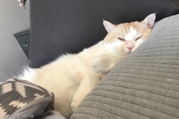 노트펫