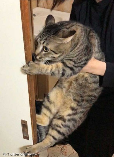 노트펫