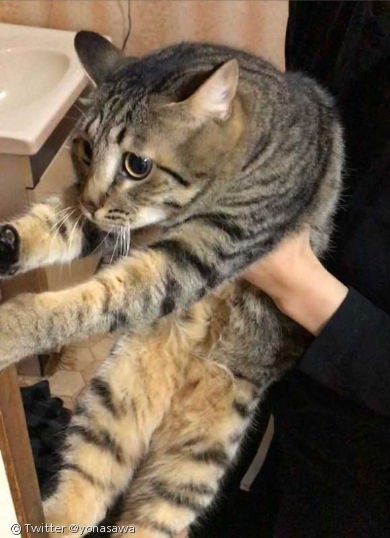 노트펫