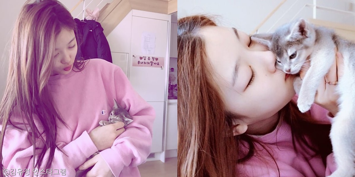 노트펫