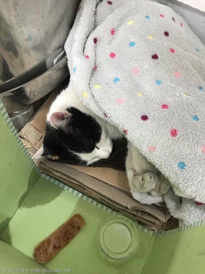 노트펫