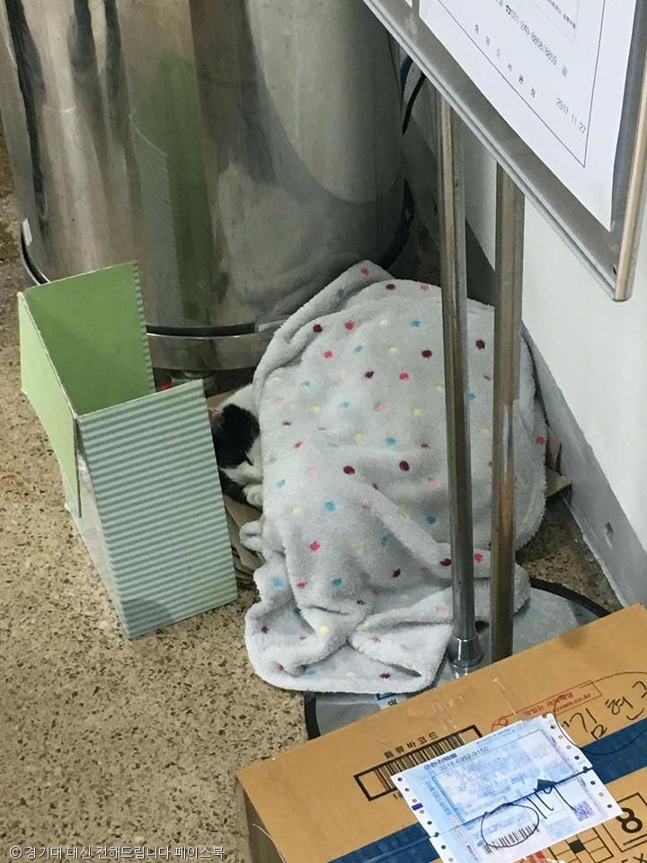 노트펫