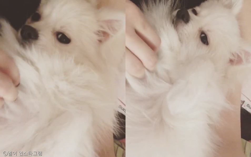 노트펫