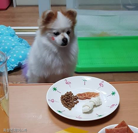 노트펫