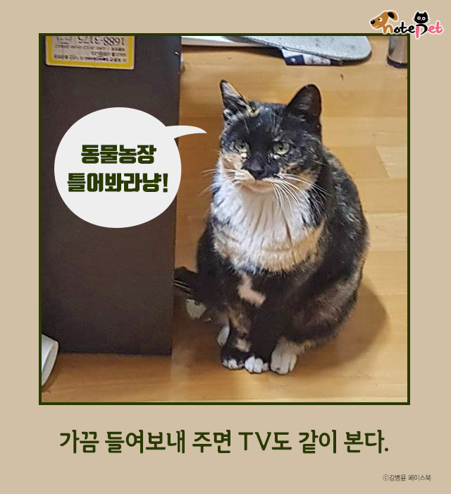 노트펫