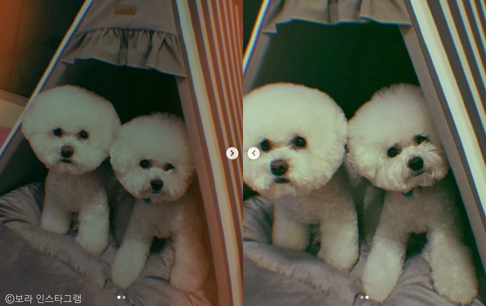 노트펫