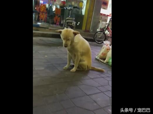 노트펫