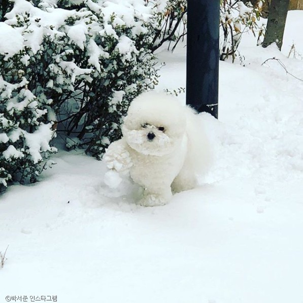 노트펫
