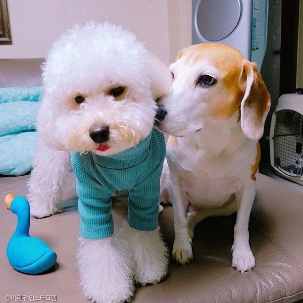 노트펫