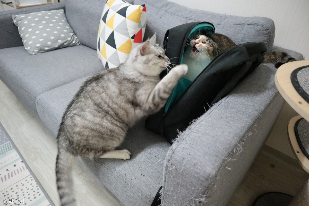 노트펫