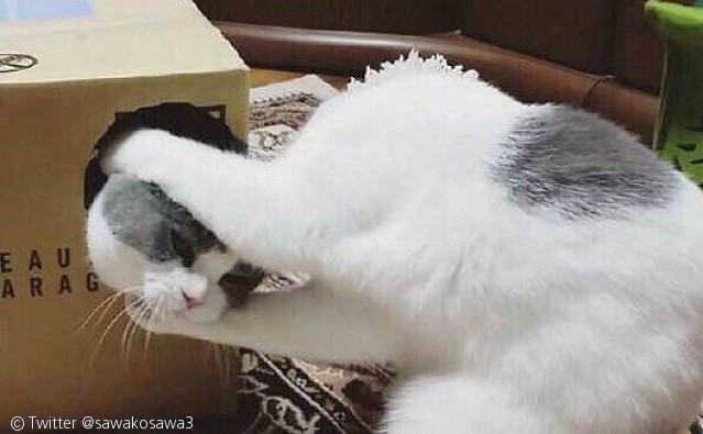 노트펫