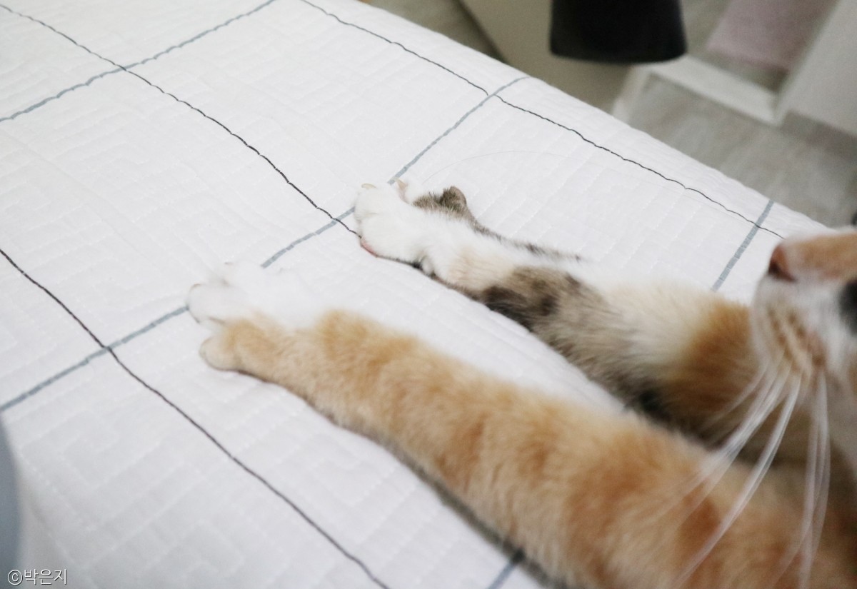 노트펫