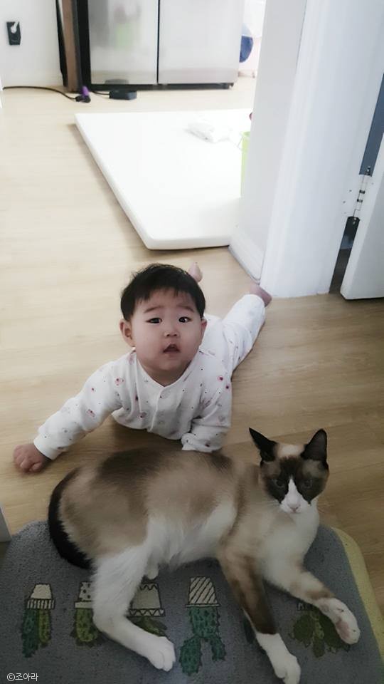 노트펫
