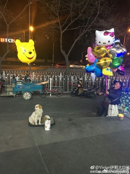노트펫