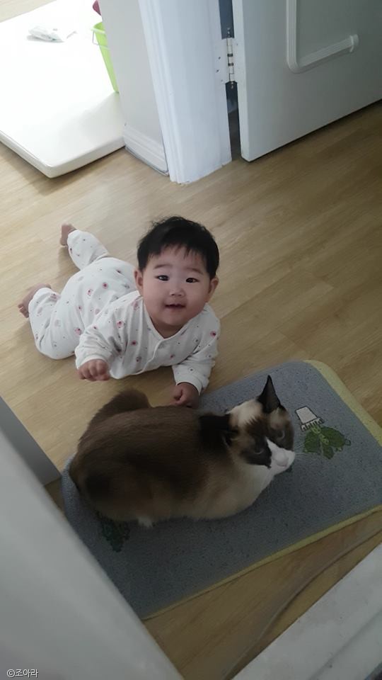 노트펫