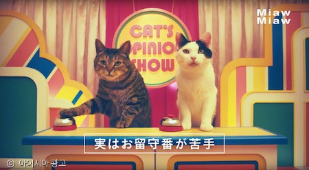 노트펫