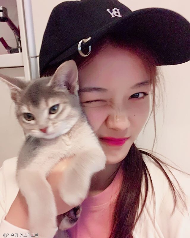 노트펫