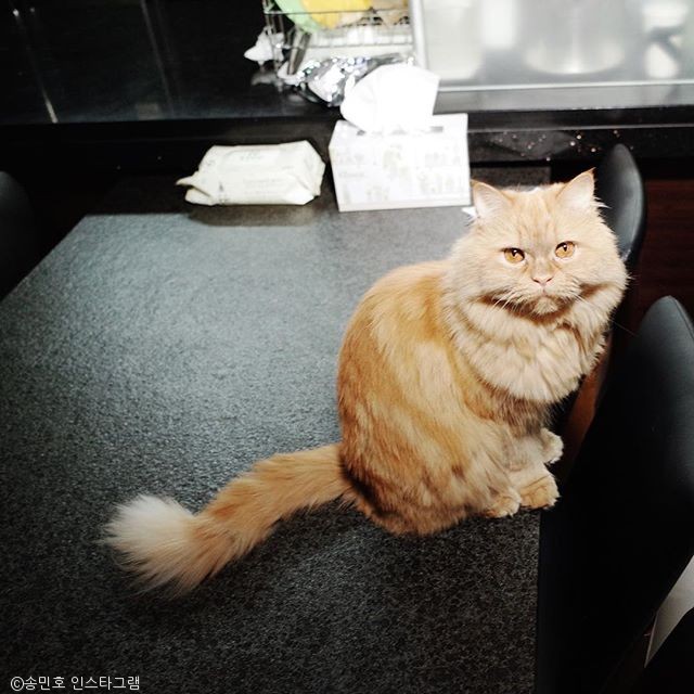 노트펫