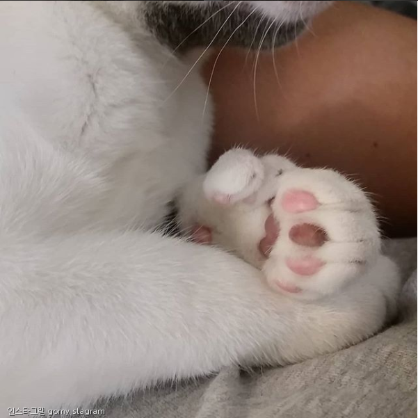 노트펫