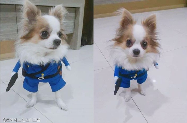 노트펫