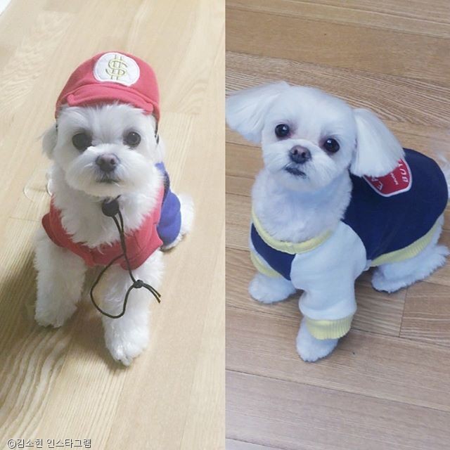 노트펫
