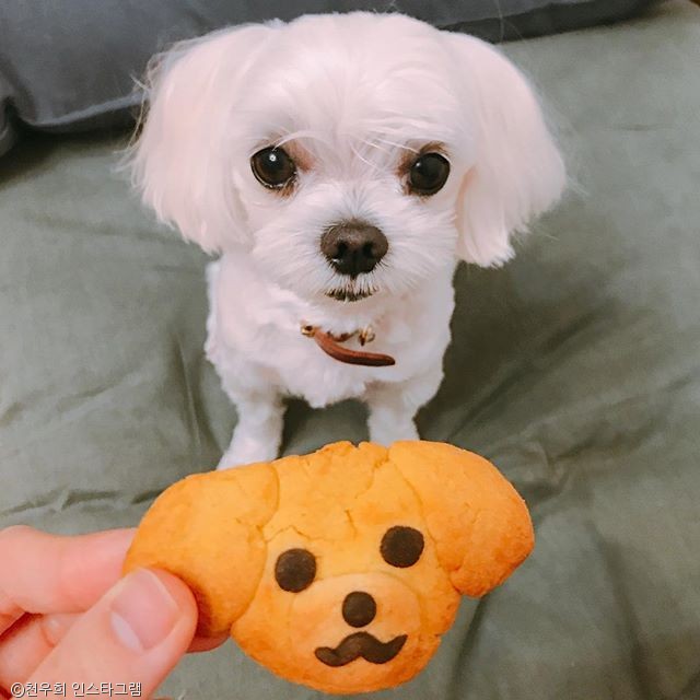 노트펫