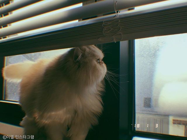 노트펫