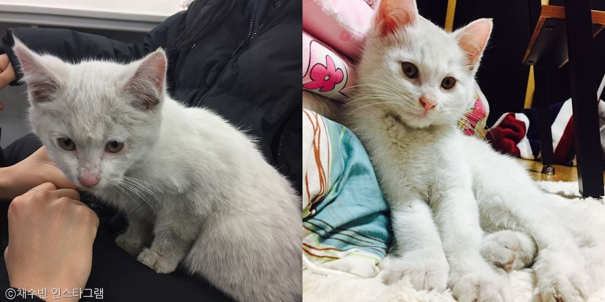 노트펫
