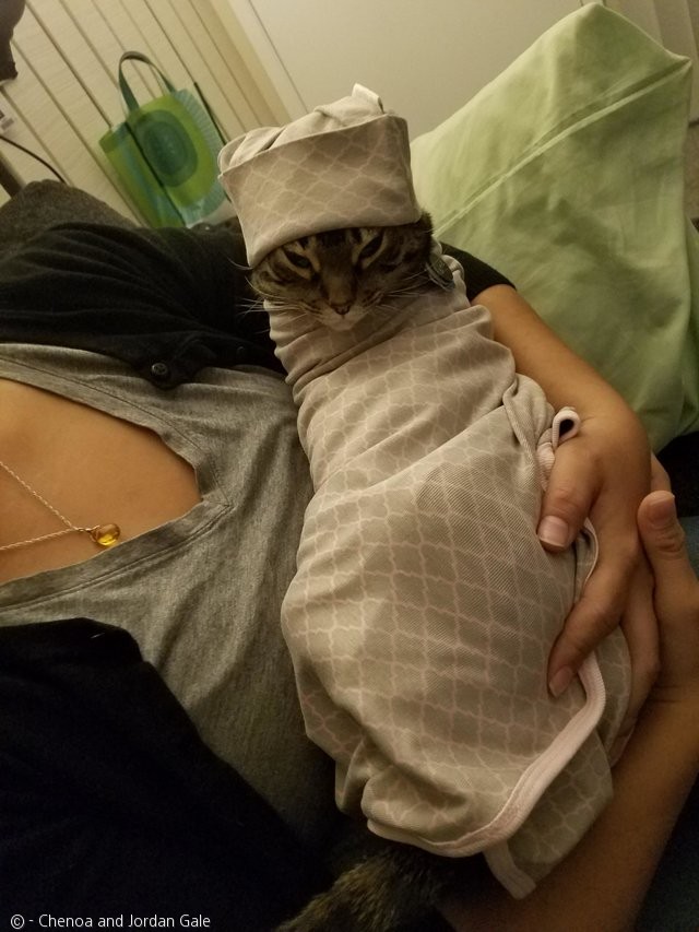 노트펫