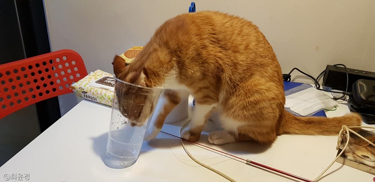 노트펫